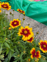 Load image into Gallery viewer, Coreopsis Uptick Gold &amp; Bronze
