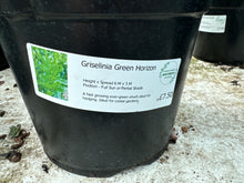 Load image into Gallery viewer, Griselinia Green Horizon
