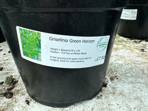 Griselinia Green Horizon