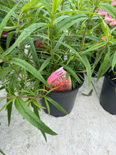 Load image into Gallery viewer, Penstemon Firebird
