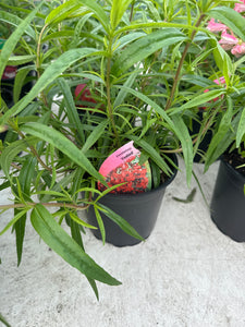 Penstemon Firebird