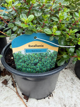 Load image into Gallery viewer, Escallonia Red Dream

