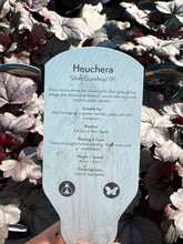 Load image into Gallery viewer, Heuchera “Silver Gumdrop”
