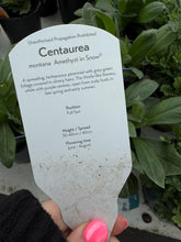 Load image into Gallery viewer, Centaurea Amethyst In Snow
