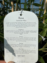 Load image into Gallery viewer, Rosa “Banksiae Alba”

