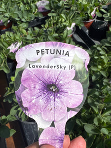 Trailing Petunias Lavender sky
