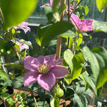 Load image into Gallery viewer, Clematis Boulevard &#39;Pompeii’
