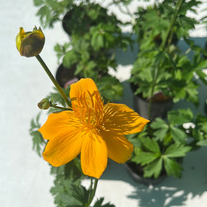 Trollius ‘Golden Queen’