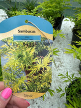 Load image into Gallery viewer, Sambucus “Golden Tower”
