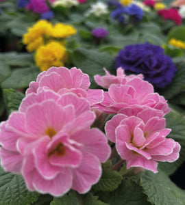 Primlet - Double Primrose – Rostherne Nursery