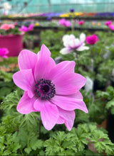 Load image into Gallery viewer, Anemone Harmony Mix
