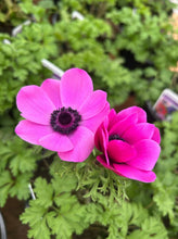 Load image into Gallery viewer, Anemone Harmony Mix
