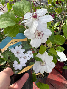 Clematis ‘Miss Bateman’