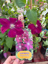 Load image into Gallery viewer, Clematis ‘Rouge Cardinal’
