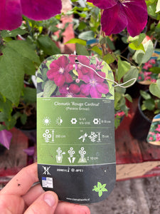 Clematis ‘Rouge Cardinal’