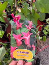 Load image into Gallery viewer, Clematis ‘Princess Diana’

