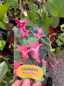 Clematis ‘Princess Diana’