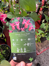 Load image into Gallery viewer, Clematis ‘Princess Diana’
