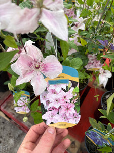 Clematis ‘Pink Fantasy’