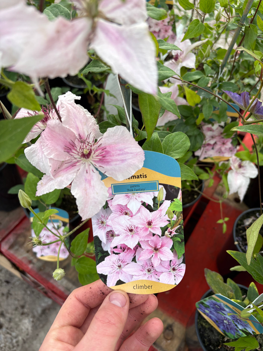 Clematis ‘Pink Fantasy’