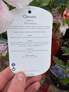 Clematis ‘Pink Fantasy’