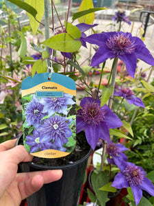 Clematis ‘Multi Blue’