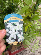 Load image into Gallery viewer, Jasminum ‘Officinale’
