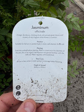 Load image into Gallery viewer, Jasminum ‘Officinale’
