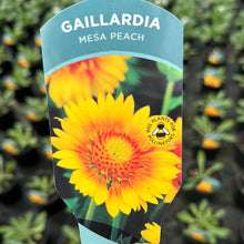 Load image into Gallery viewer, Gaillardia Mesa Peach
