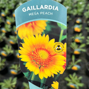 Gaillardia Mesa Peach