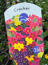 Load image into Gallery viewer, Trixi Cracker

