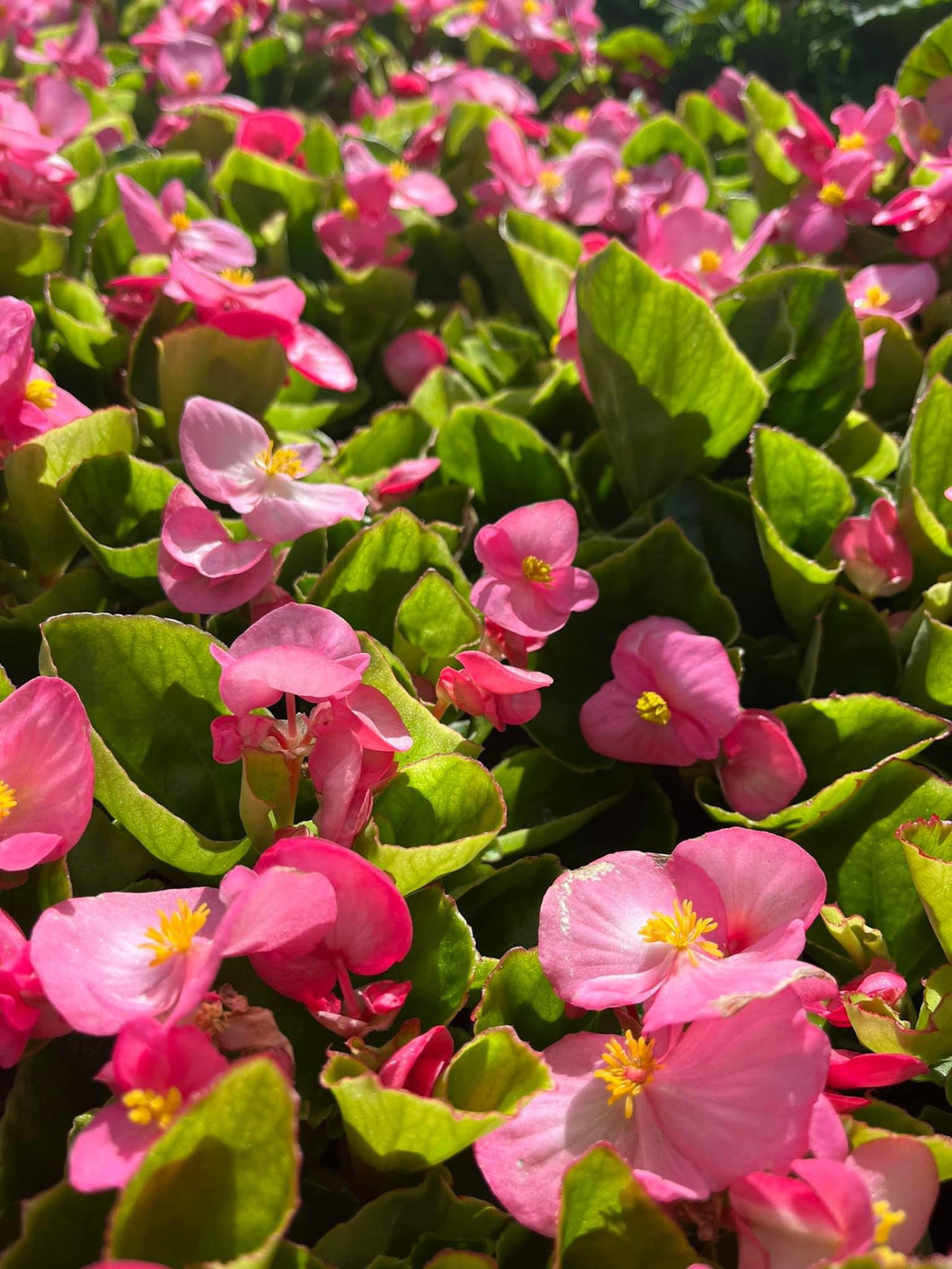 Begonia bedding - Heaven Pink Pack
