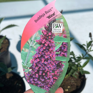 Buddleja Buzz ‘Wine’