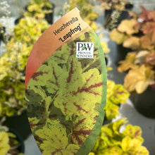 Load image into Gallery viewer, Heucherella ‘Leapfrog’
