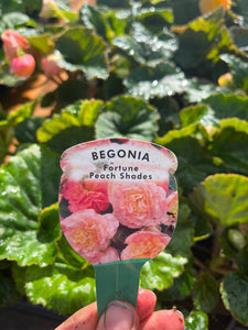 Non Stop Begonia Peach Shades