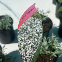 Load image into Gallery viewer, Cerastium tomentosum
