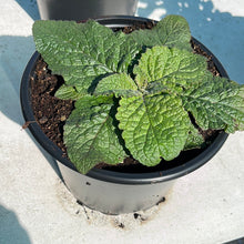 Load image into Gallery viewer, Verbascum  ‘Clementine’
