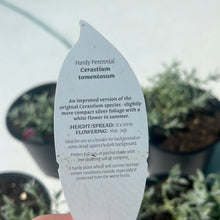 Load image into Gallery viewer, Cerastium tomentosum
