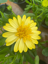 Load image into Gallery viewer, Osteospermum ‘3D Yellow’
