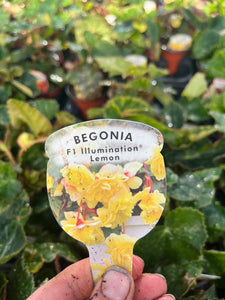 Lemon Trailing Begonia