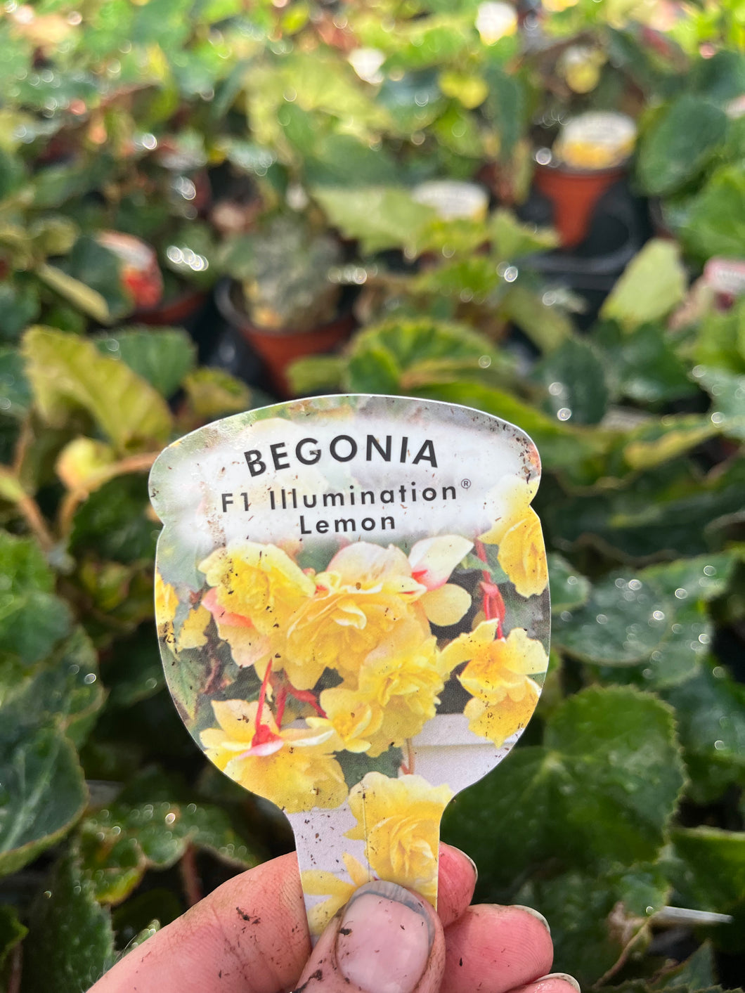 Lemon Trailing Begonia