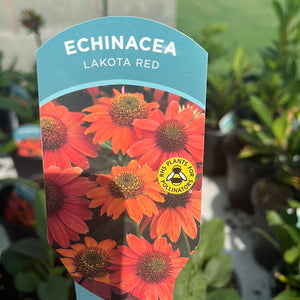 Echinacea Lakota Red