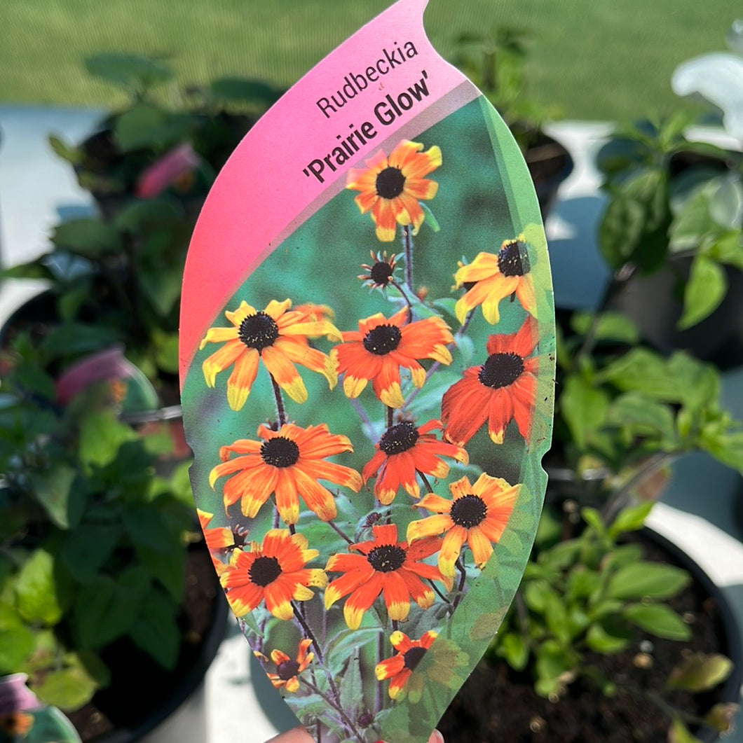 Rudbeckia ‘Prairie Glow’