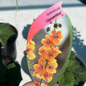 Verbascum  ‘Clementine’