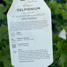 Load image into Gallery viewer, Delphinium Guardian Lavender

