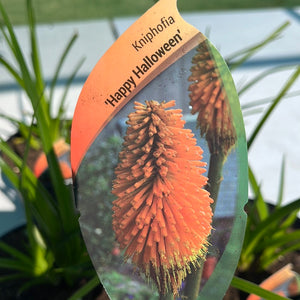 Kniphofia ‘Happy Halloween’