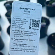 Load image into Gallery viewer, Sempervivum succulent
