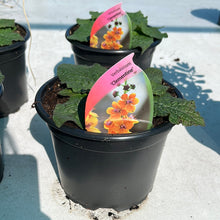 Load image into Gallery viewer, Verbascum  ‘Clementine’
