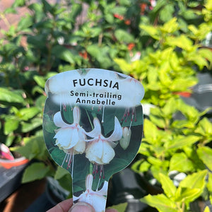 Trailing Fuchsia ‘Annabelle’