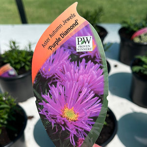 Aster Autumn Jewels “Purple Diamond”